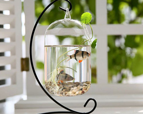 Hanging Glass Terrarium With Plants